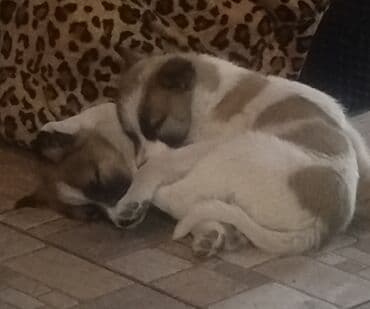 мопс щенок цена: Собака даром: Дворняжка, 2 месяца, Самка — 8