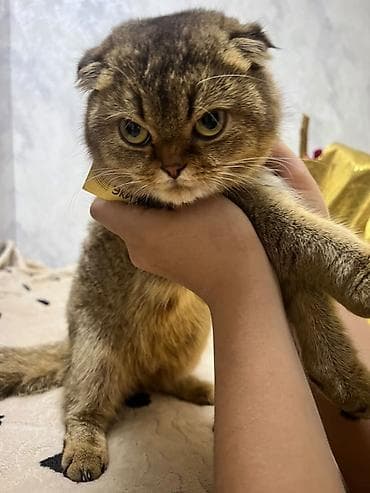 Скотиш Фолд (Шотландская вислоухая), 1 год, Девочка, Золотая шиншилла — 2