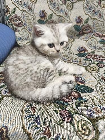 перо: Британский котёнок, серебристая шиншилла (околотикующий окрас — 2