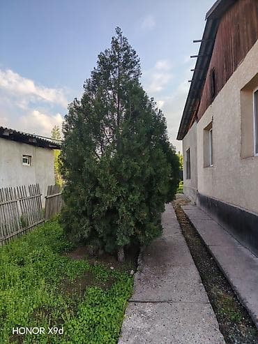 gen kg: Туи и ель для ландшафтного озеленения, цена договорная - Породы: туя — 3