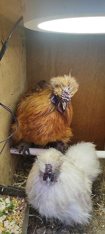 Продаю | Петух | Для разведения