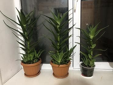 4 pot: Декор для дома и сада, Самовывоз — 1