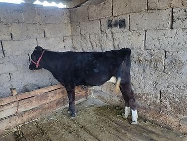 бычки 1год: Продаю | Тёлка | На откорм — 1