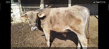 кен булун: Сатам | Бука (эркек) | Аргын, Швиц | Бордоп семиртүү үчүн | Байланган — 2