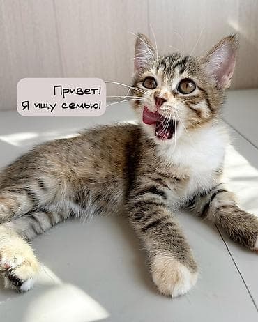 отдам кошку в хорошие руки: 3 месяца, Девочка, Приучена к лотку — 1