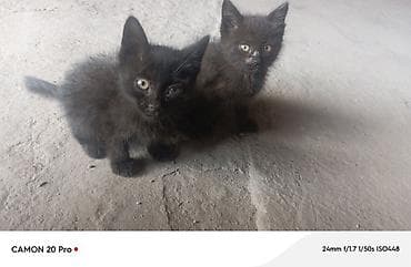 черные котята: Два очаровательных черных котёнка Описание: - Окрас: угольно‑черный — 1