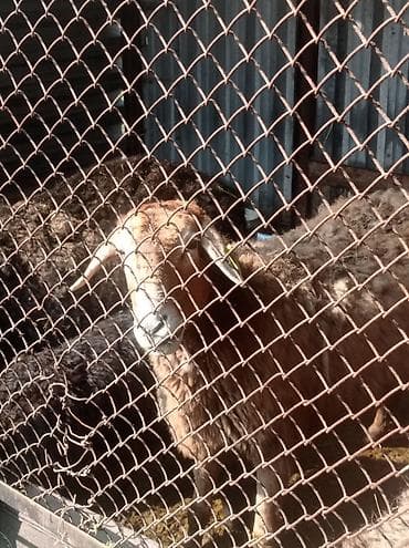 животные в ош: Другие животные — 1