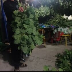 резиновый дилдо: Веники дубовые оптом и в розницу — 3