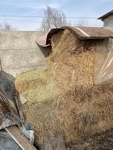 Аквариумы: Сено в тюках Беде - Упаковано в прямоугольные тюки, стянуто — 2