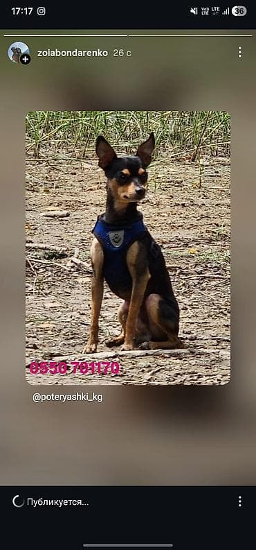 Бюро находок: Русский той-терьер, кобель, 4 года. Окрас черно-подпалый, большие — 4