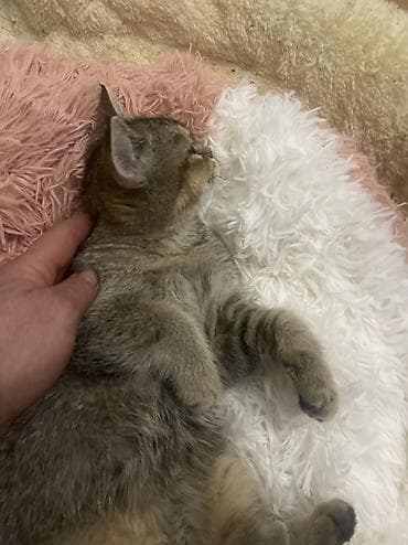 Мышык кууту: Скотиш Страйт (Шотландиялык тик кулактуу), 4 айлык, Эркек, Алтын шиншилла, Лотокко барууга үйрөтүлгөн — 7