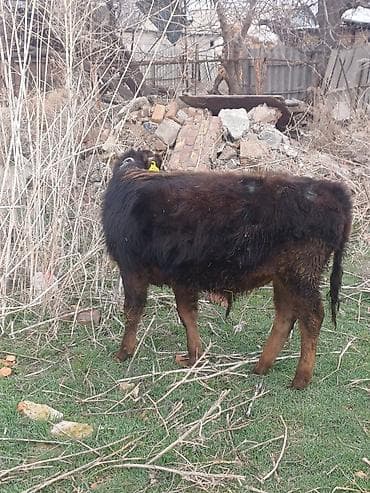 все для животных: Продаю | Бык (самец), Музоо, торпок | Алатауская, Швицкая, Шароле | На откорм, Для разведения | Осеменитель, Искусственник — 10