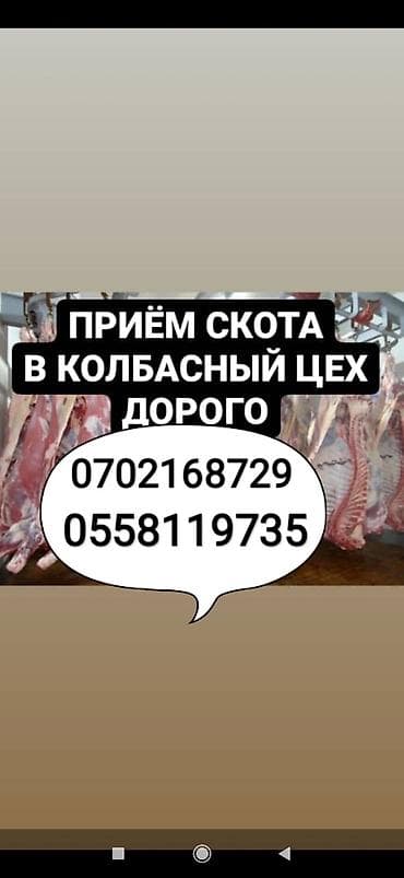 Куплю | Коровы, быки, Лошади, кони, Другие с/х животные | Круглосуточно, Любое состояние, Забитый at lalafo.kg Куплю | Коровы, быки, Лошади, кони, Другие с/х животные | Круглосуточно, Любое состояние, Забитый