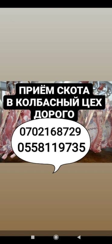 оборудование для кур: Сатып алам | Уйлар, букалар, Жылкылар, аттар, Башка а/ч жаныбарлары | Күнү-түнү, Бардык шартта, Союлган — 1