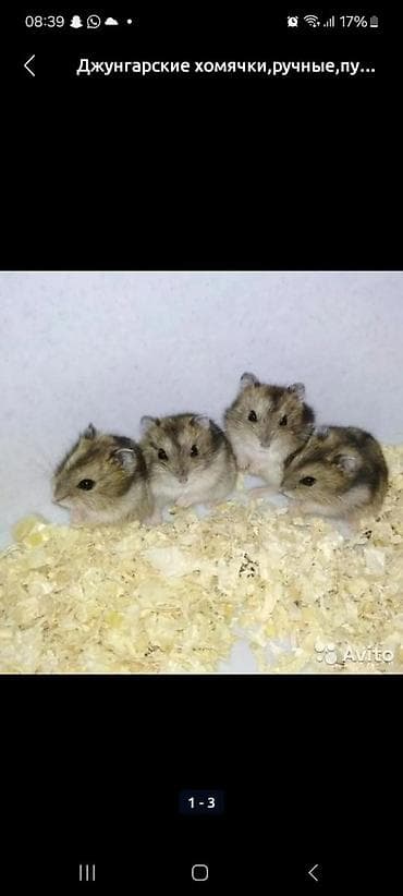 Үй жаныбарлары үчүн товарлар: Клетки для хомяков с комплектом аксессуаров. Варианты: - — 4