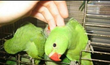 корм для птенцов волнистых попугаев: Волнистые попугайчики хорошо учатся говорить и приручаются к рукам. А — 6
