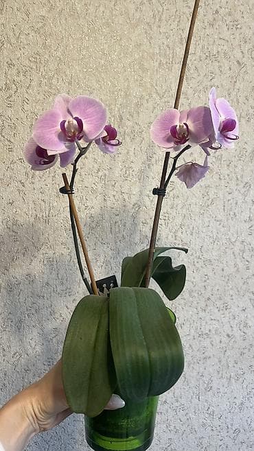 удобрения карбамид: 1 орхидея живая цветущая с двумя цветоносами 1500 сом 2Орхидея живая — 1