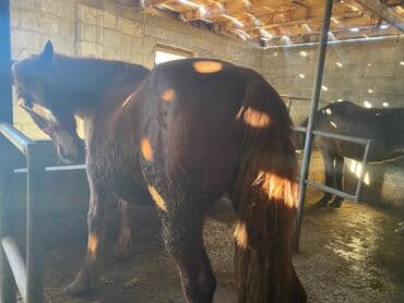 мейн кун бишкек питомник lyubushka купить котенка цена: Продаю | Кобыла (самка) | На забой, Для разведения, Для молока — 5