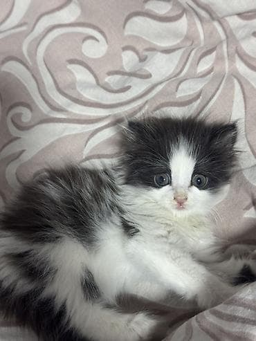 племенные коровы: Хочу отдать котёнка в надёжные руки котёнку около полтора месяца — 1