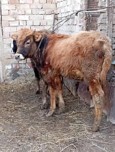 ящик бишкек: Сатам | Бука (эркек), Музоо | Алатоолук | Бордоп семиртүү үчүн, Көбөйтүү үчүн — 1