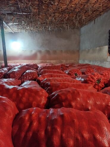 срочно продаю в связи с переездом: Картошка Пикассо — 1