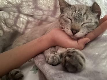 ласка животное: Девочка, Приучена к лотку — 4