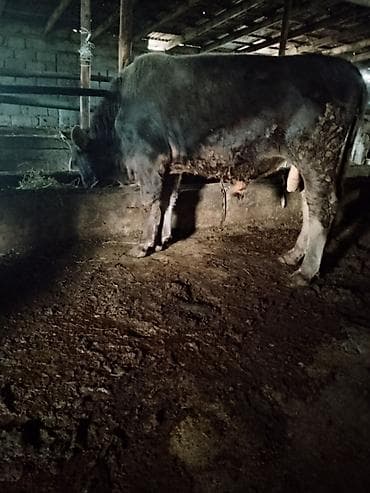 Сатам | Бука (эркек) | Бордоп семиртүү үчүн — 2