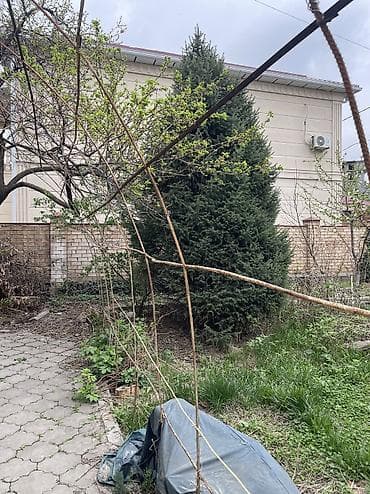 тактай лес: Ель/пихта крупномеры для пересадки. - Несколько взрослых хвойных — 5