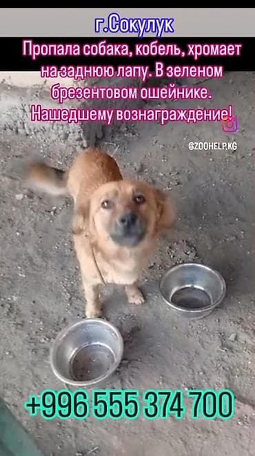 Объявление: пропала собака (кобель), г. Сокулук. - Окрас: рыжий. -