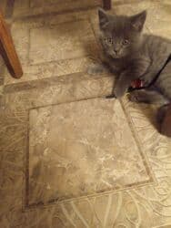 американская жесткошёрстная кошка цена: Продаются котята от британской кошки 2 месяца пушистый комочек — 9