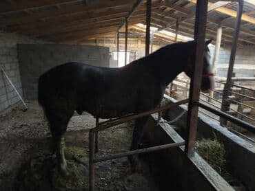 сколько стоит собака породы доберман: Сатам | Жылкы (эркек) | Жумушка | Асыл тукумдуу — 5