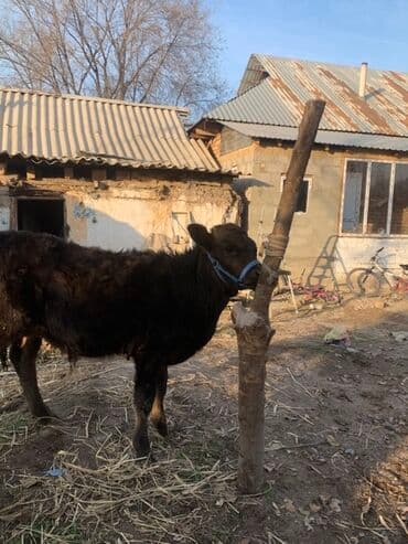 продажа кормов для сельскохозяйственных животных: Продаю | Музоо, торпок | Полукровка, Абердин-ангус | На откорм | Привязанные — 4