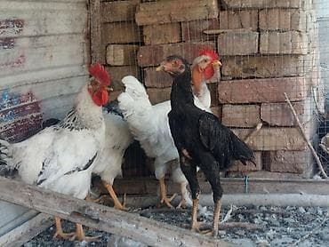 бролерные куры: Продаю | Петух | Бойцовая | Для разведения — 3