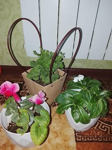 разновидные кактусы: Комнатные цветы в горшках — набор из 3 растений. - Цикламен — 4