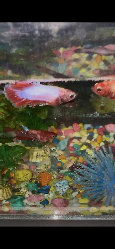 корым: Бойцовые рыбки (Betta splendens) — разноцветные самцы и самки — 3