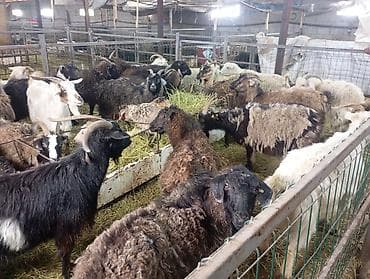 мастит: Продаю | Коза (самка) — 9