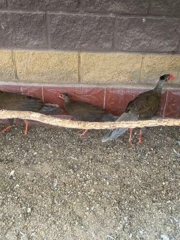 купить собаку охотничью: Серебренный фазан молодняк пара — 3