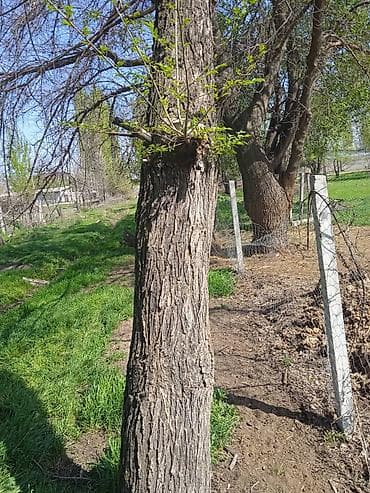 чемеричная вода: Дрова Тополь — 1