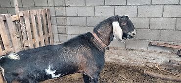 продаю кой: Продаю | Козёл (самец) | Нубийская | Для разведения | Племенные — 1