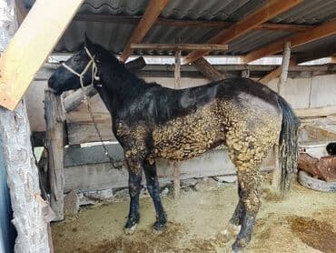 животные в добрые руки: Продаю | Жеребец | Рабочий — 1