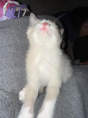 черные котята купить: Кошка даром: Беспородная, 2 месяца, Мальчик, Приучена к лотку — 2