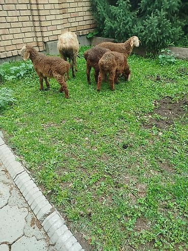 веревка аркан: Продаю | Овца (самка) | Для разведения | Племенные — 3