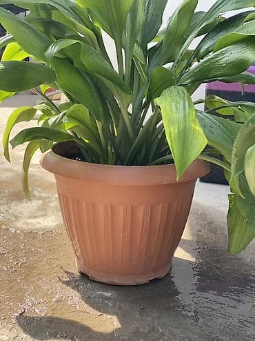 Комнатные растения: Аспидистра (Aspidistra elatior) в декоративном горшке Амазонская — 4