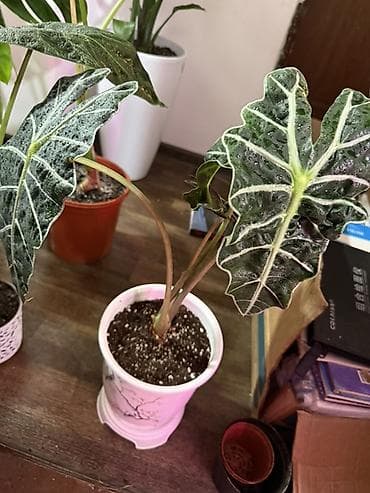 шоколадный будет: Алоказия ‘Polly’ (Alocasia x amazonica ‘Polly’) — эффектное комнатное — 4