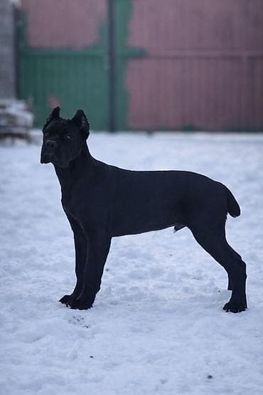 ит пидбул: Кане Корсо. Щенки кане корсо. Профессиональный питомник Итальянского — 4