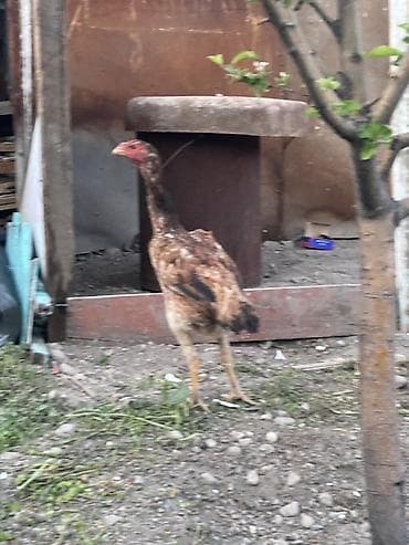 лапки куриные: Продаю | Куры | Бойцовая | Для разведения — 3