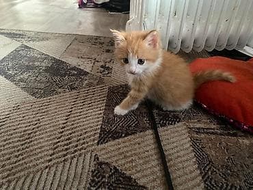 сиамские кошки котята: Милые домашние котята - Помёт из трёх малышей: два рыжих с белыми — 6