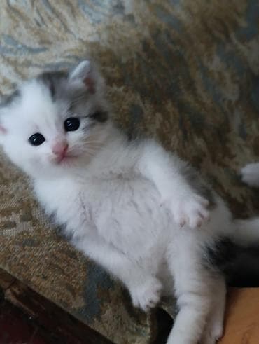 абиссинский кот: Котята, длинношёрстные, домашние. Окрас: белый и белый с серо-чёрными — 3