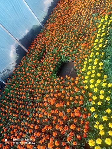 резный: Рассада цветущих однолетников в кассетах - Бархатцы (Tagetes) — 6