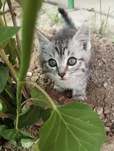 котенок даром: Кошка даром: Беспородная, Мальчик — 3